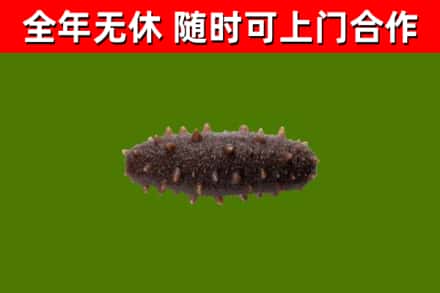 容城县烟酒回收干海参.jpg